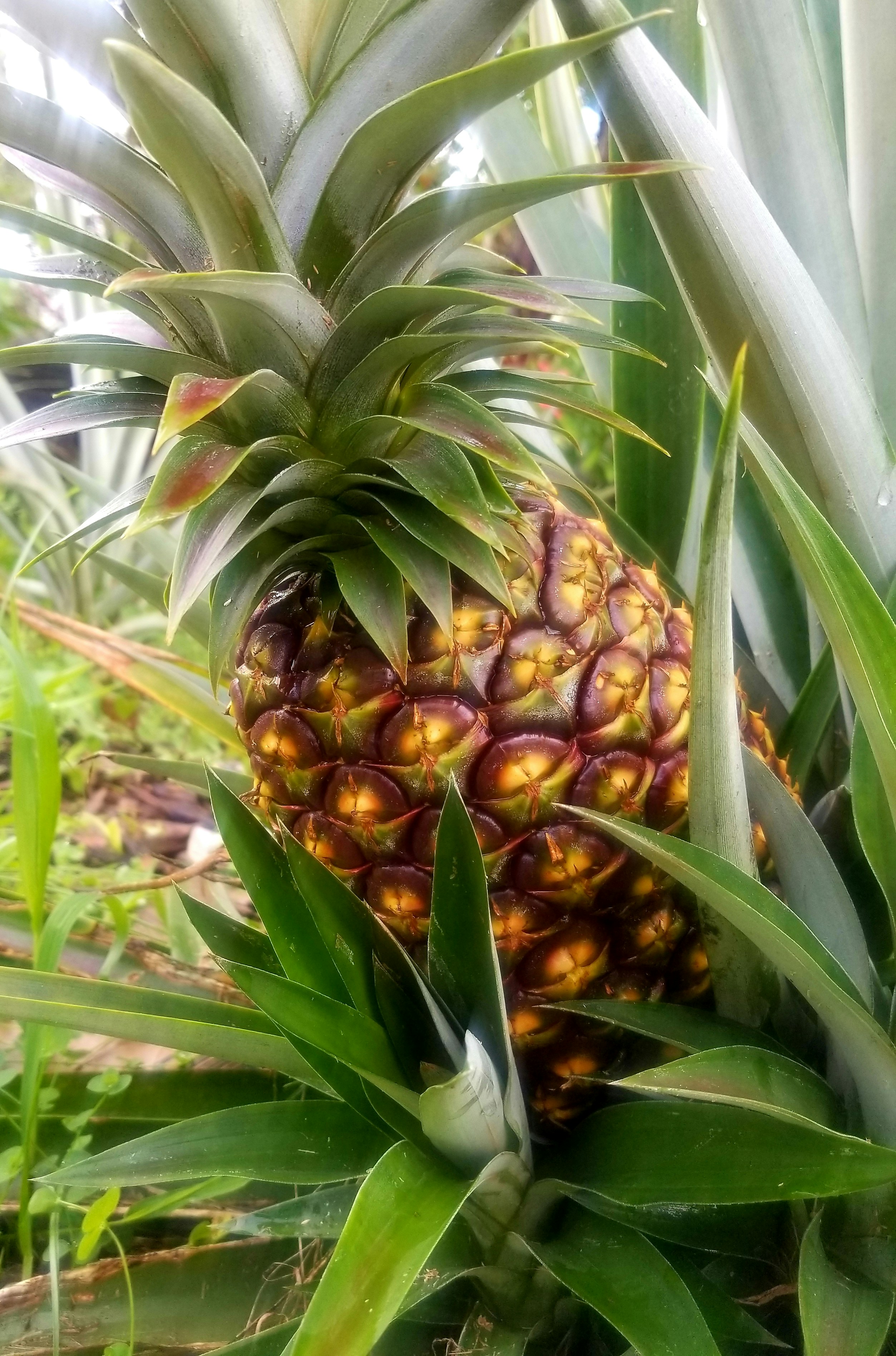 Fresh Pineapple