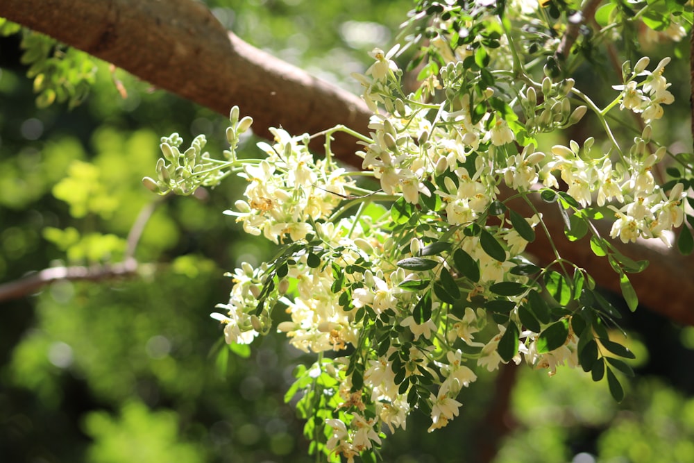 shallow focus photography of green-leafed plant with white flowers