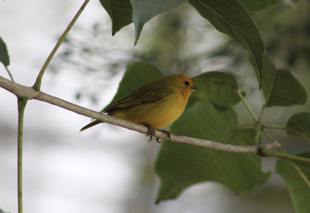 yellow bird