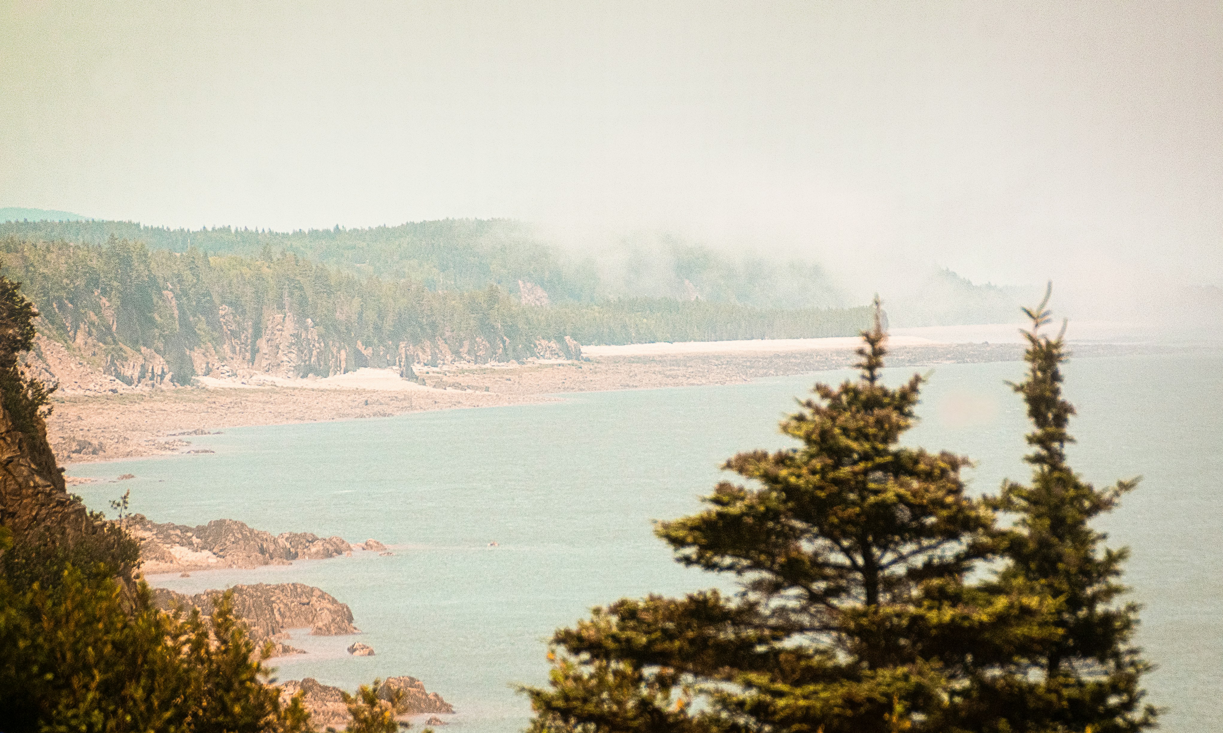 green trees beside body of water