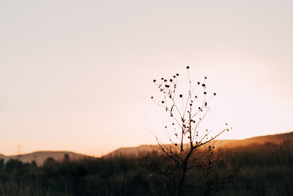 brown leafed tree