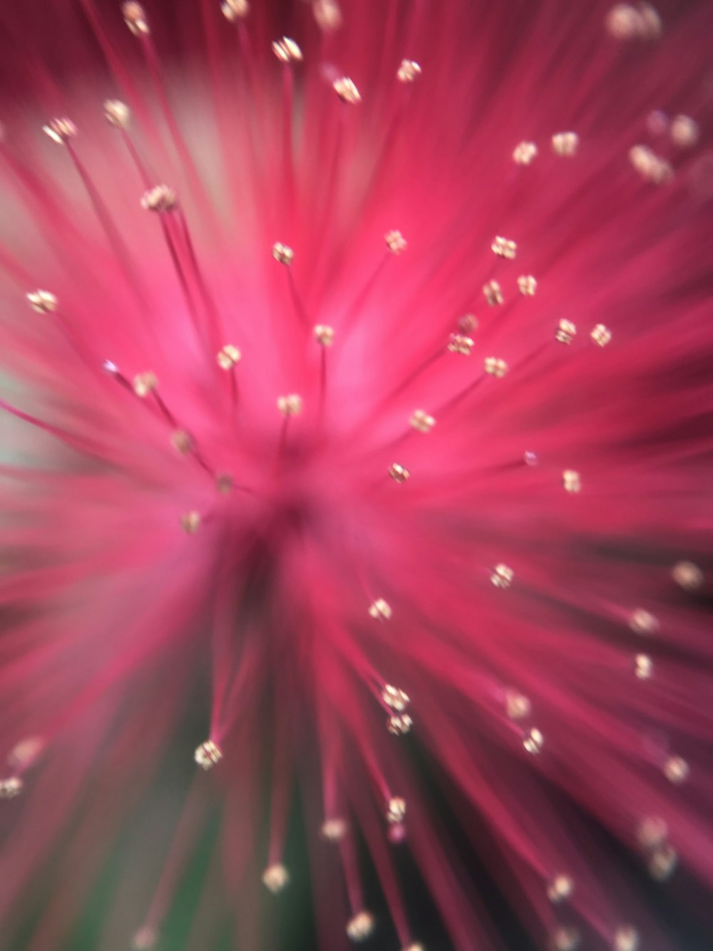 a close up of a pink flower with drops of water on it