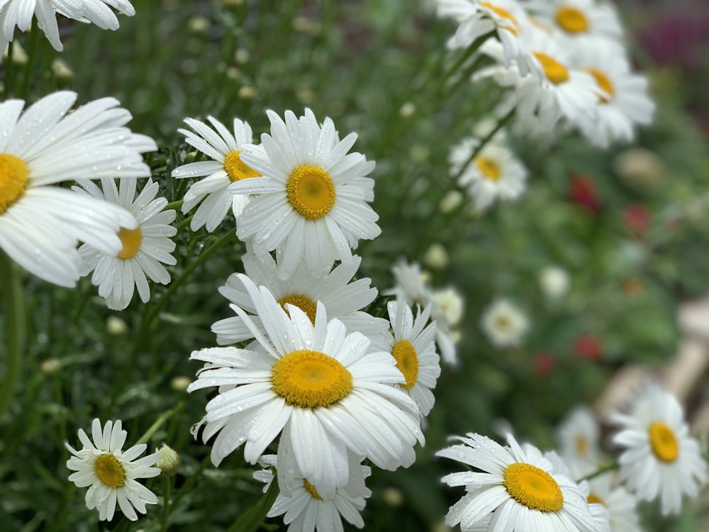 daisy flowers