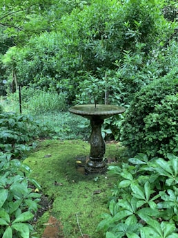 A lush green garden with a moss-covered ground is centered around an ornamental birdbath. The area is surrounded by dense foliage, including various bushes and trees that create a serene, natural setting.