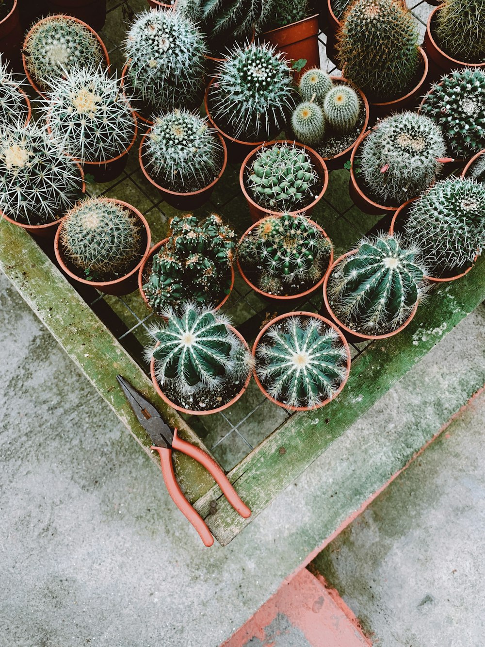 green cactus lpants