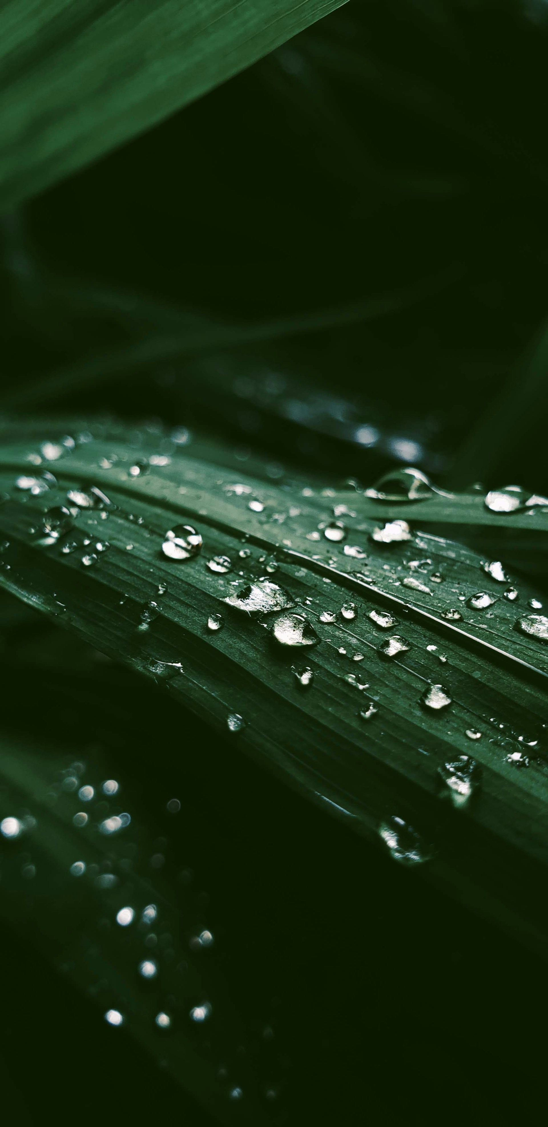 water drops on green leaf