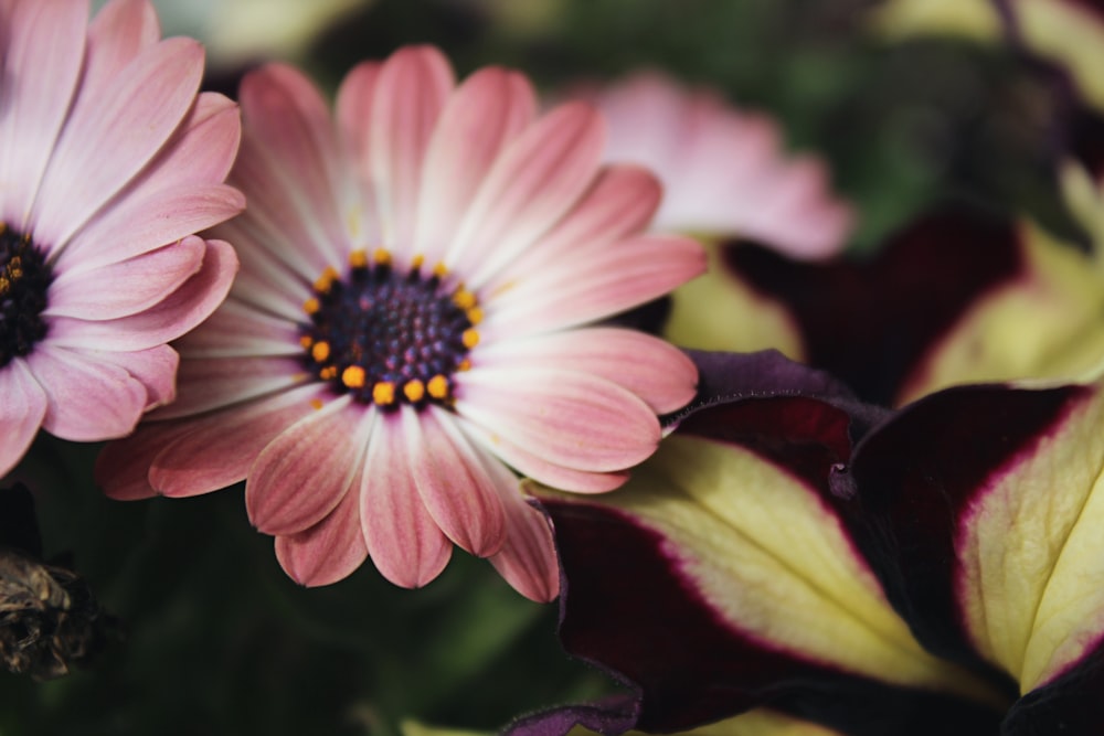 pink petaled flower