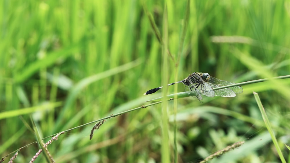 black dragonfly on grass
