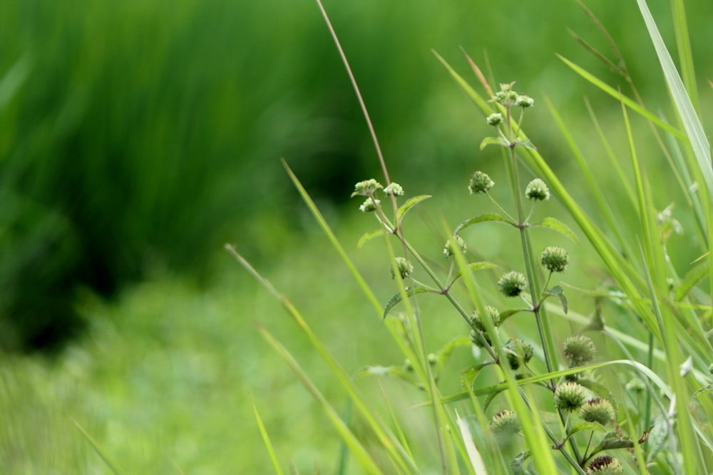 green tall grass