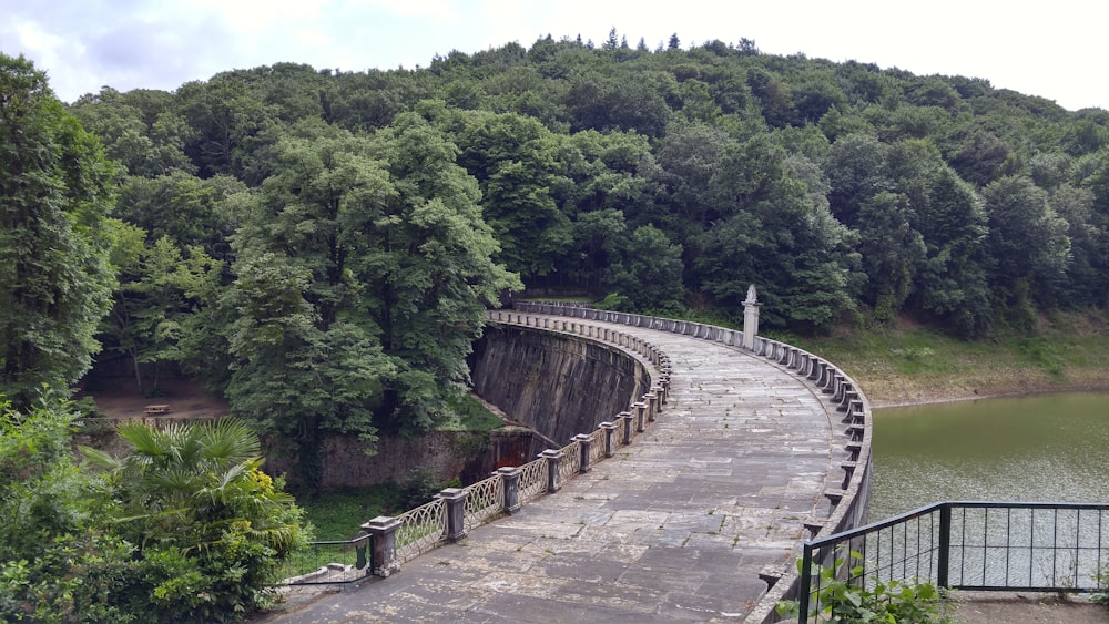 Ponte in cemento marrone attraverso la foresta verde