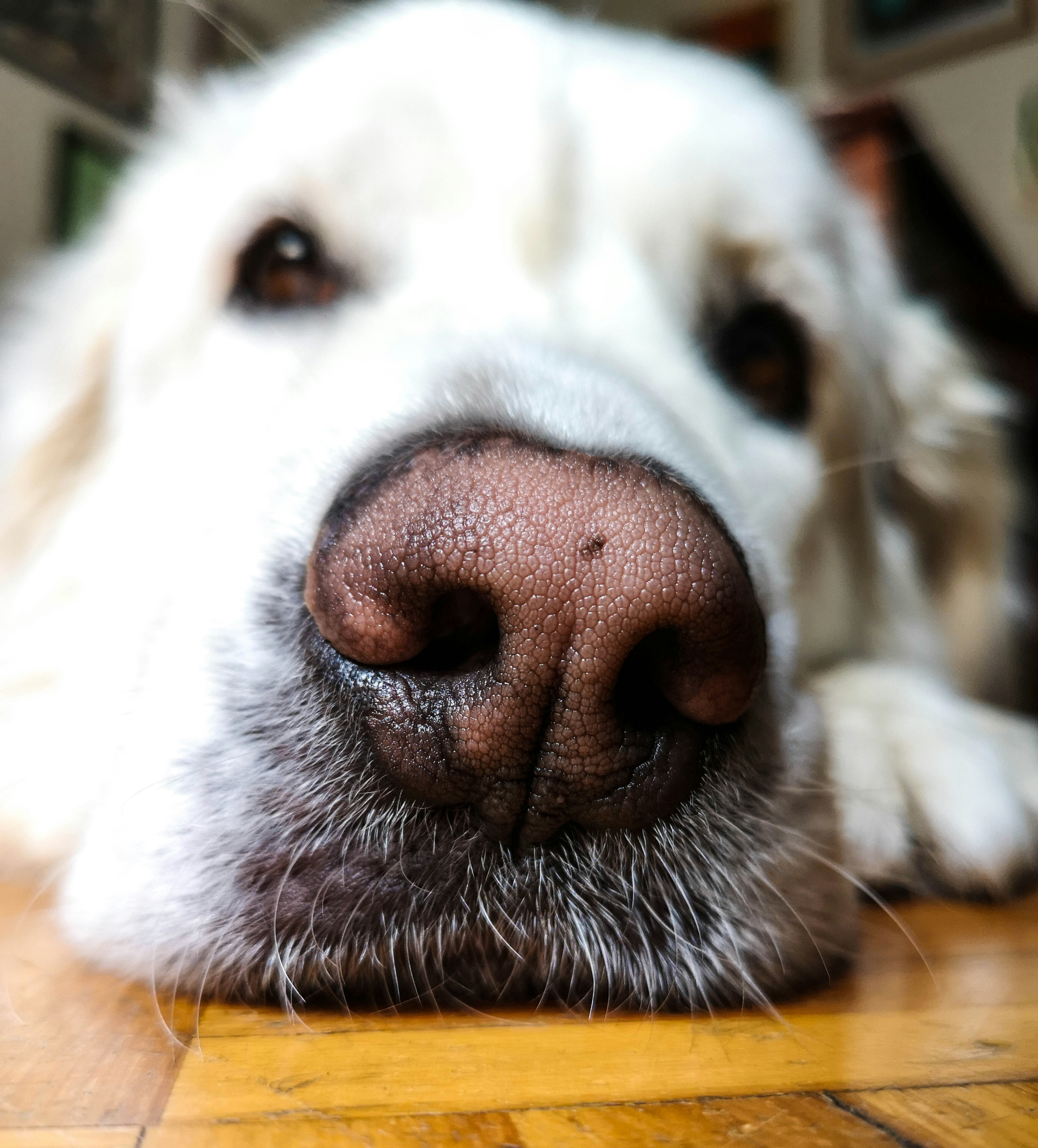 white dog on floor