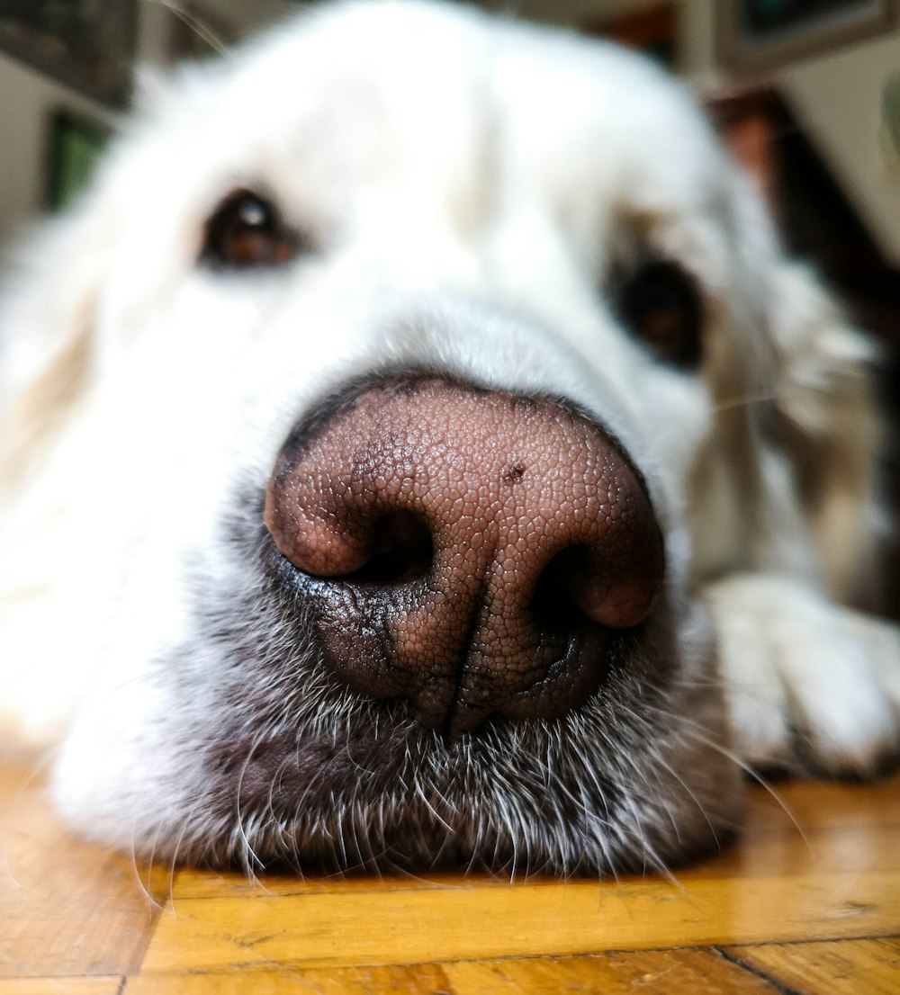 white dog on floor