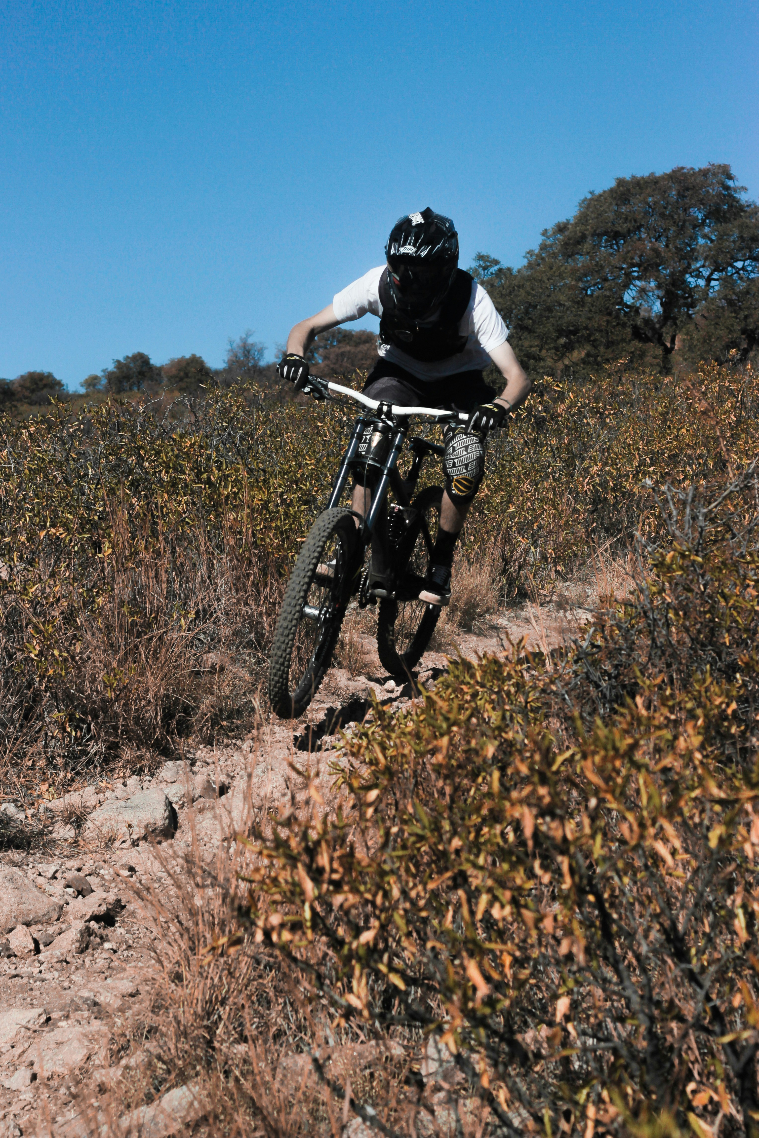 person riding bicycle near tree