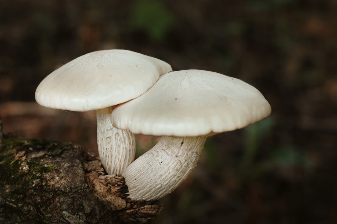 white mushrooms on wood,