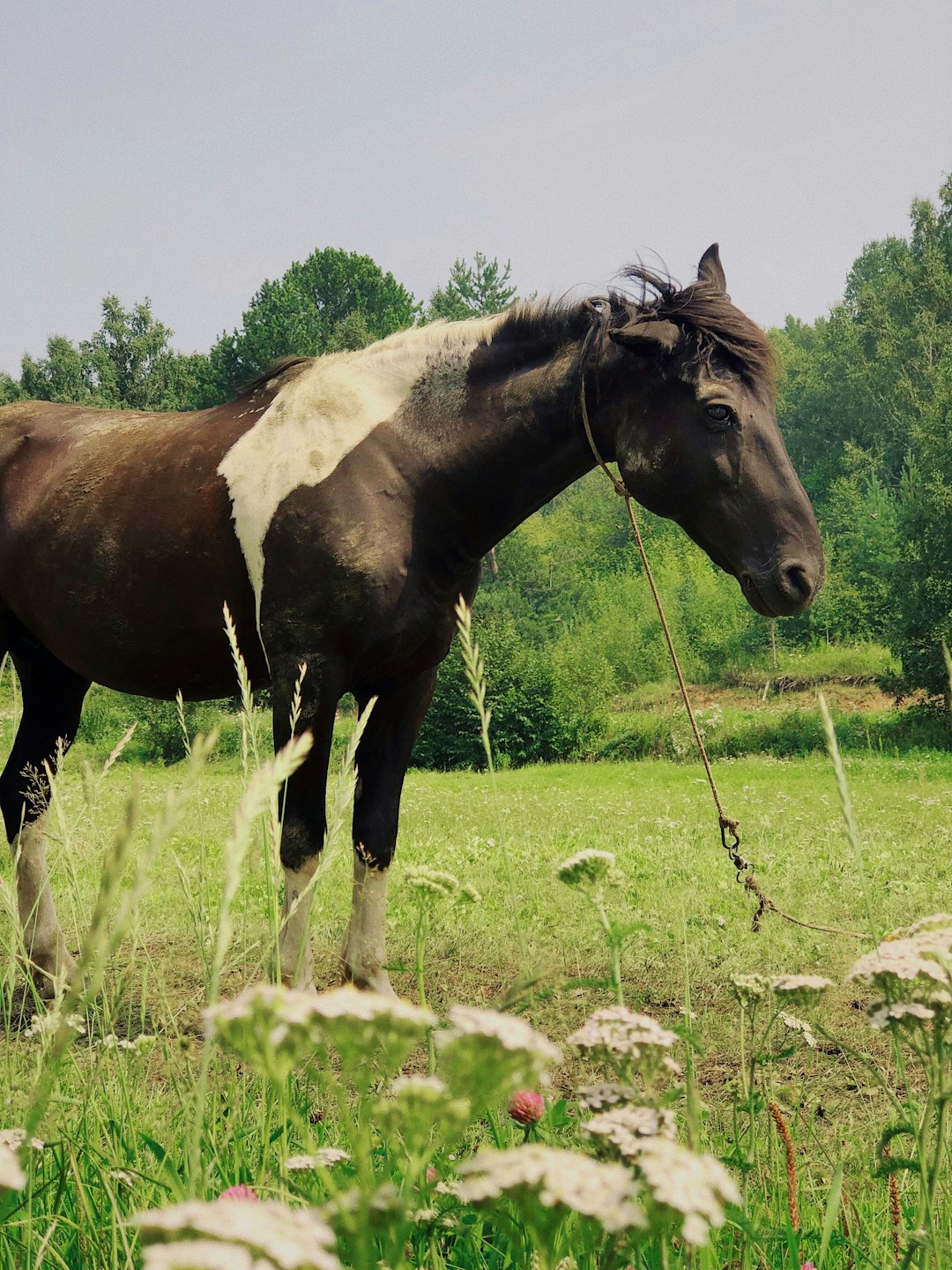 shallow focus photo of black horse