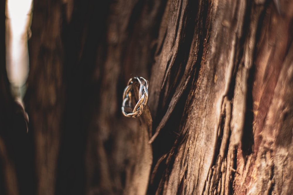 infinity ring on tree bark