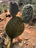 A close-up view of a prickly pear cactus with three large, oval pads covered in sharp spines. The cactus is situated in a desert landscape with a rocky, reddish-brown ground and green shrubs in the background.