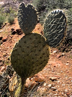 A close-up view of a prickly pear cactus with three large, oval pads covered in sharp spines. The cactus is situated in a desert landscape with a rocky, reddish-brown ground and green shrubs in the background.