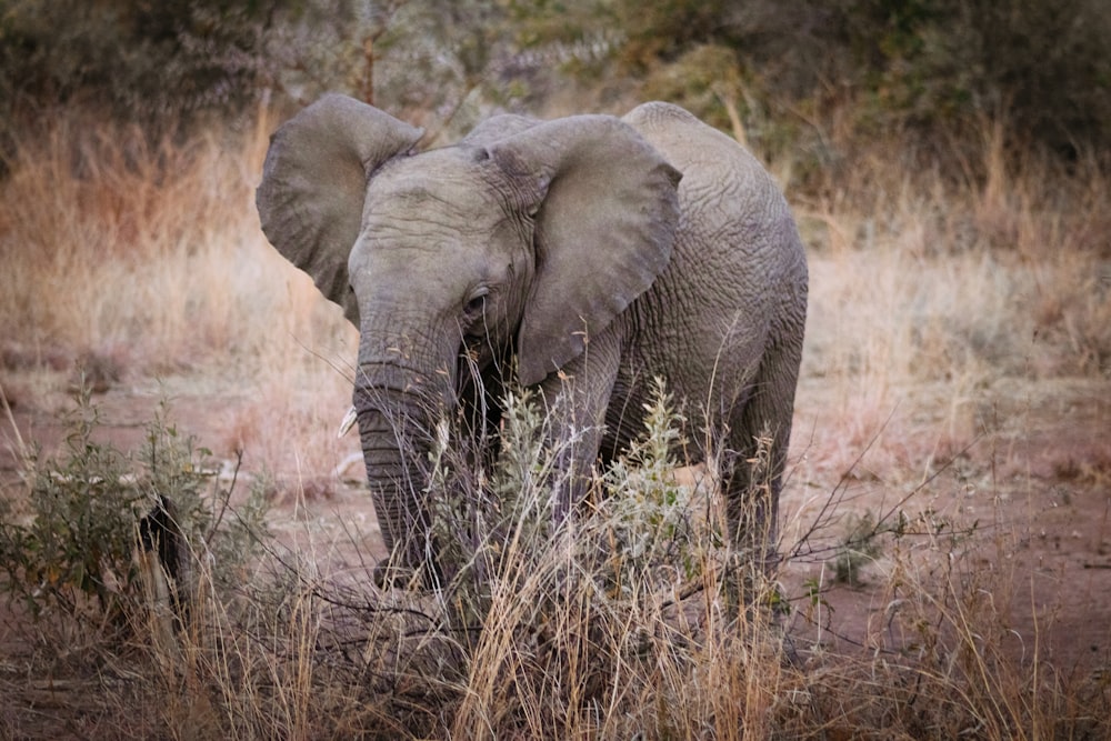 elephant calf on grass and soil field
