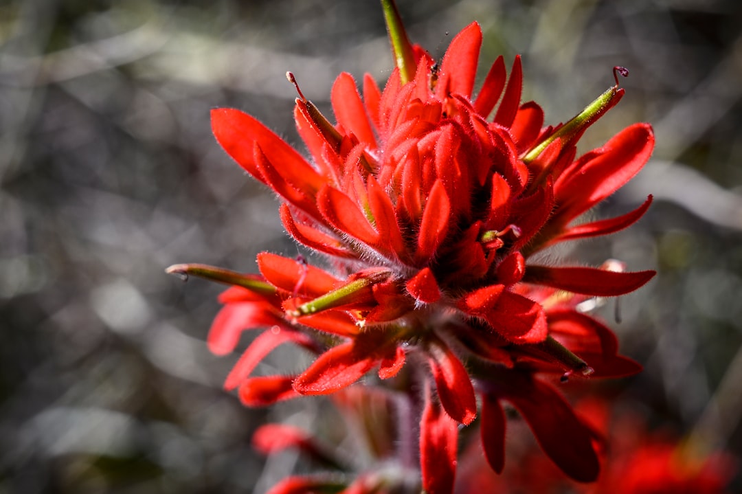 &#8216;Flower Power: Death Valley Bursts into a Rare Super Bloom&#8217;