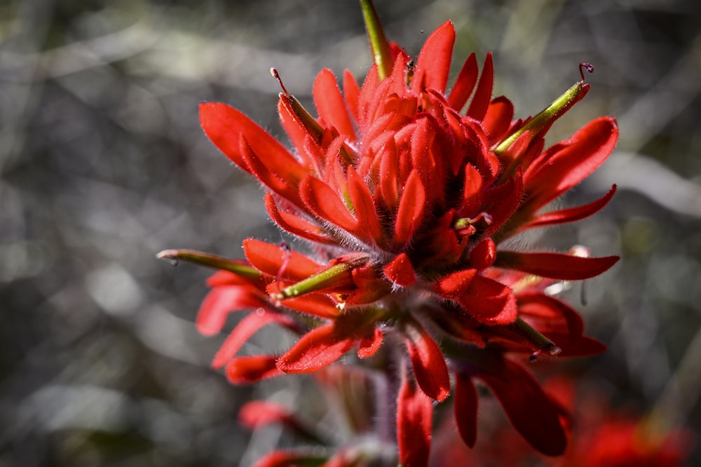 selective focus photo of red flower