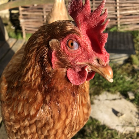 A close-up view of a chicken with detailed features including its red comb and wattles, sharp beak, and glossy brown feathers. The chicken's eye is prominently visible, showcasing detailed patterns and colors. The background includes some greenery and a wooden structure.
