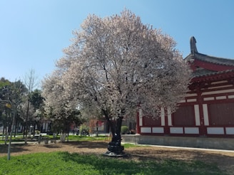 A serene Japanese garden with cherry blossom trees in full bloom, symbolizing tranquility and nature's beauty.