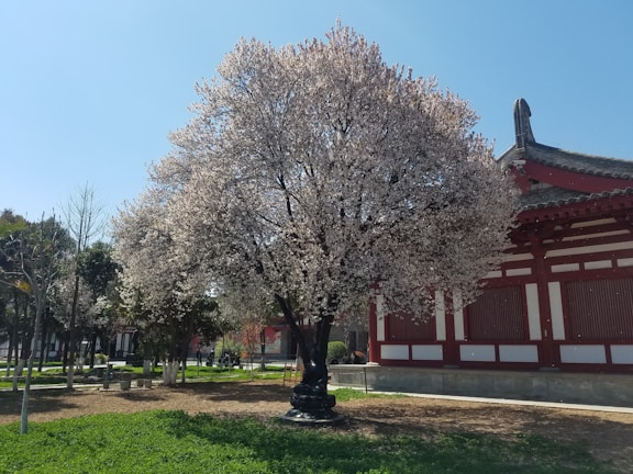 A serene view of cherry blossoms in full bloom at a traditional Japanese garden.