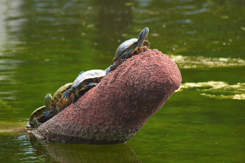 three turtles on body of water