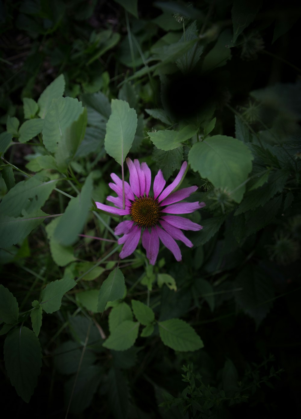 purple flower in macro shot