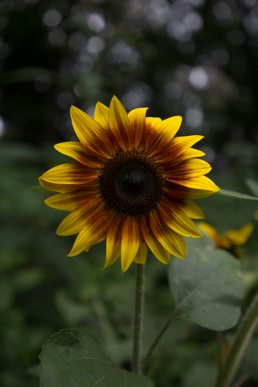 bokeh photography of yellow sunflower