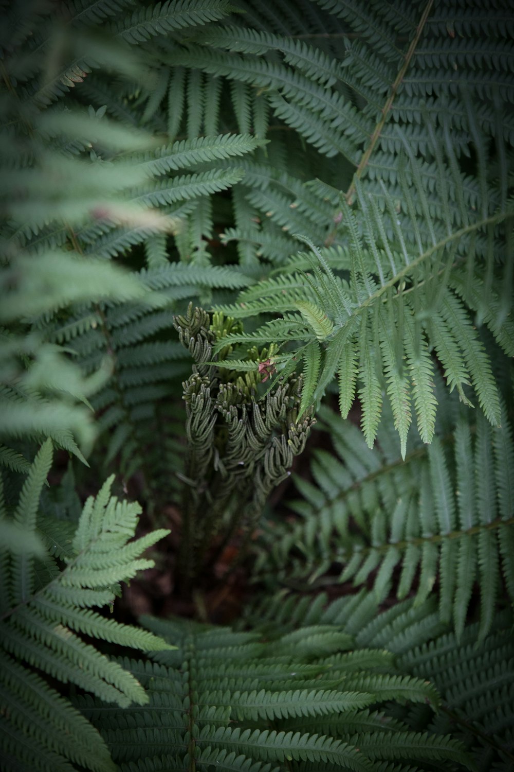 green fern close-up photography