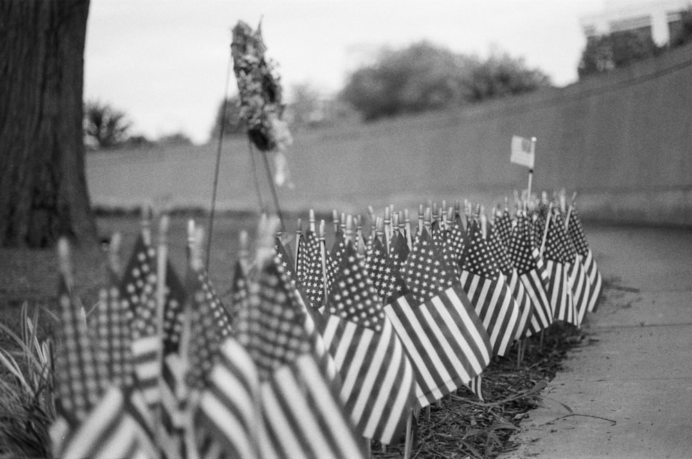 grayscale photography of U.S. flaglets staked on a lawn