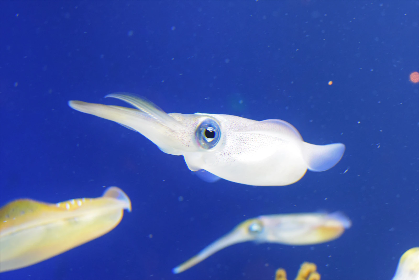 Live bigfin reef squid swimming in blue water