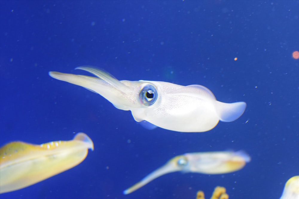 white squid underwater photo