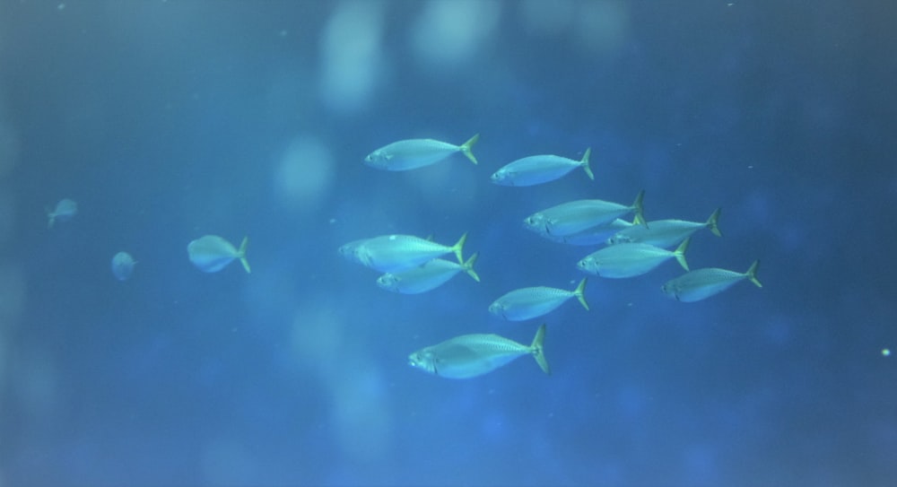 school of fish under water close-up photography