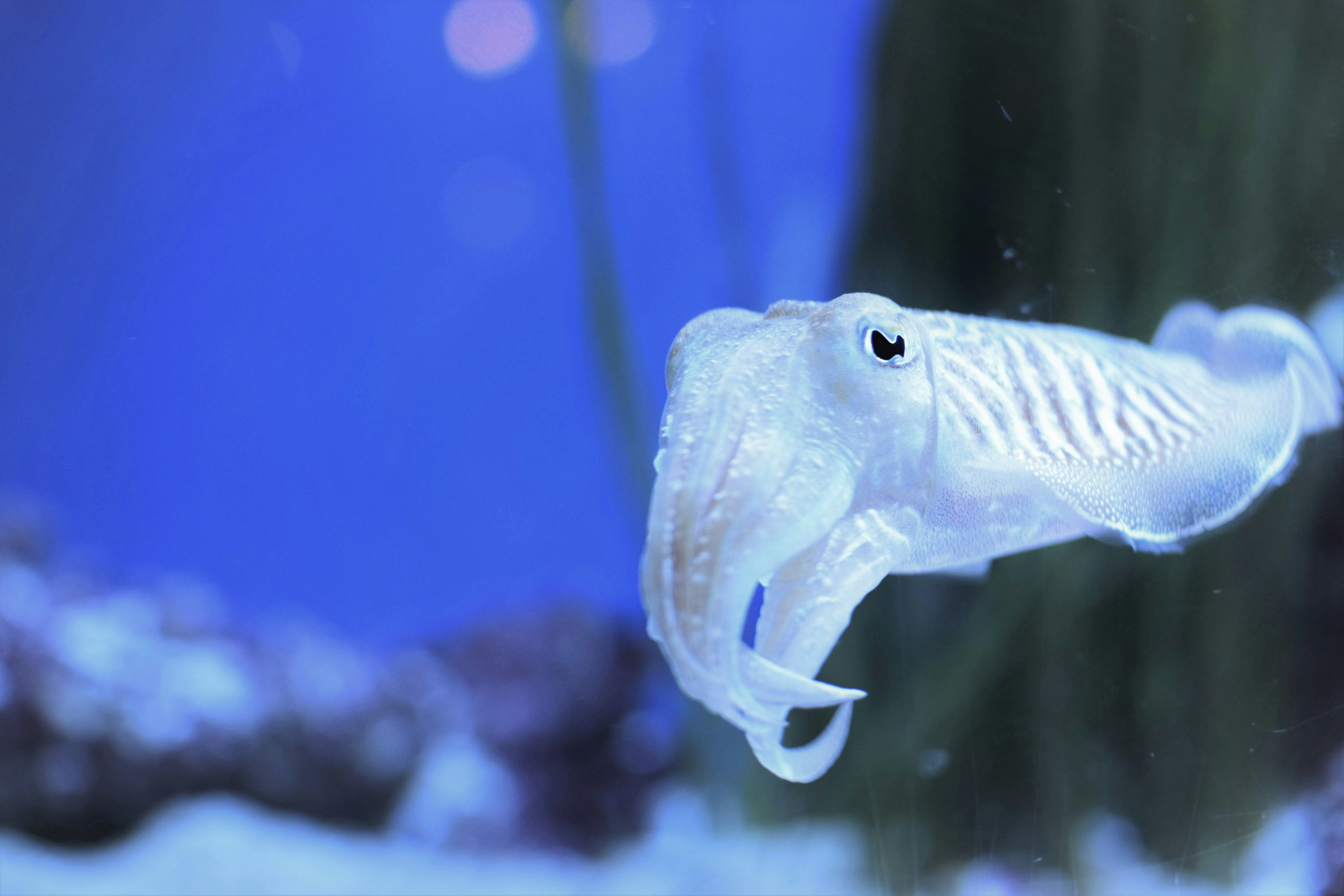 white animal under water photo