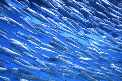 school of white fish