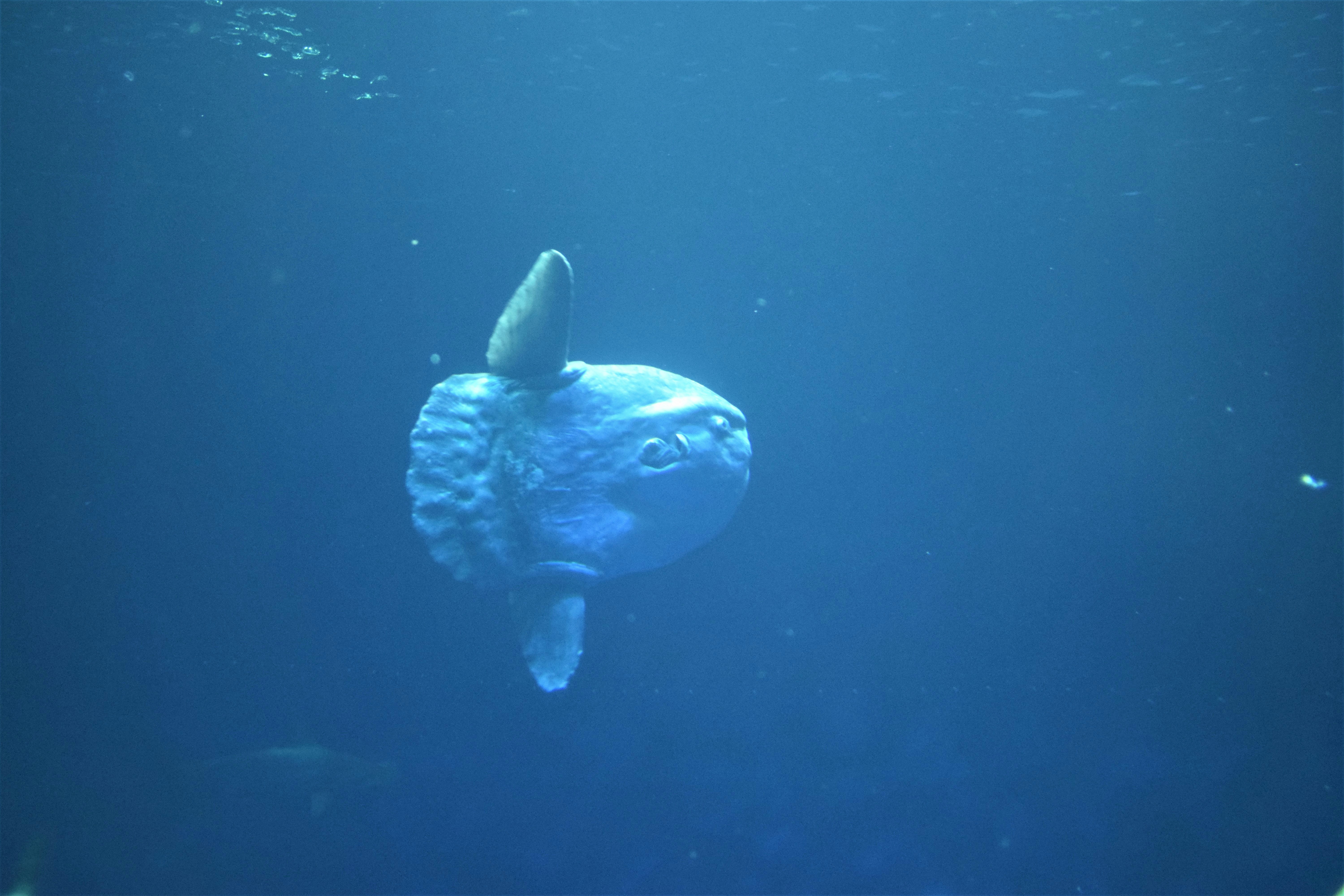 Masters of Vertical Migration (image credits: unsplash)