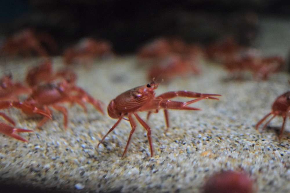 red shrimps