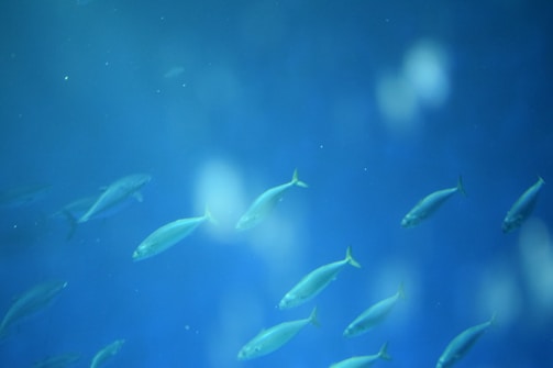 A group of small fish swimming in a deep blue aquatic environment. The background features a soft, blurred effect, giving a peaceful and tranquil atmosphere.