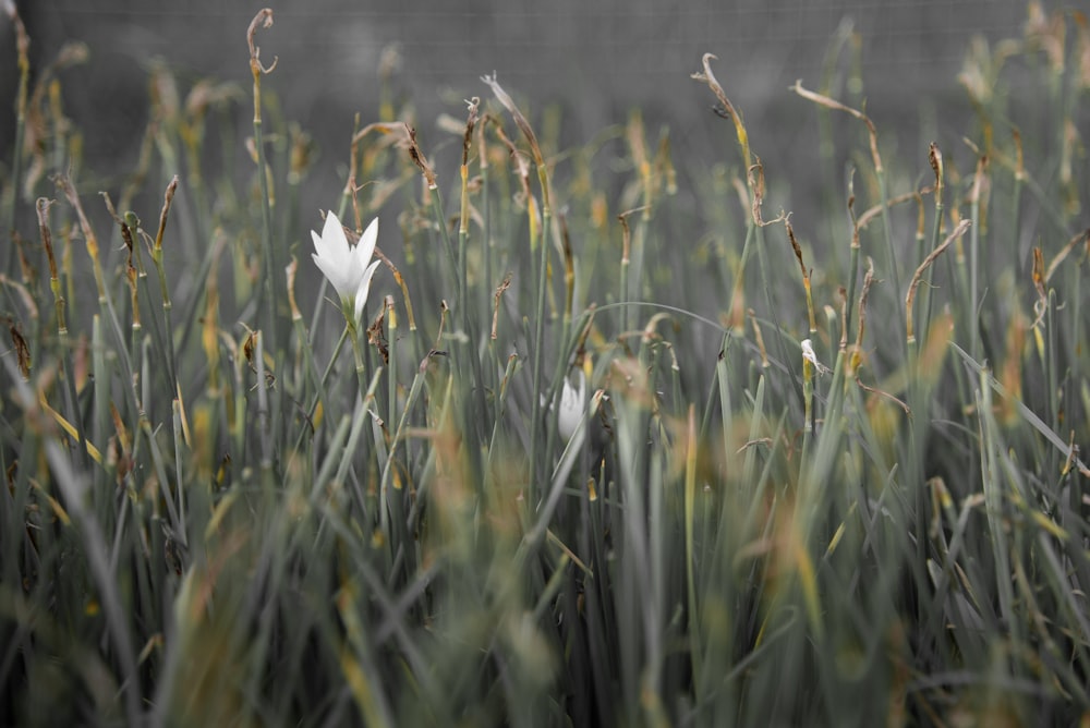 Nahaufnahme der weißen Blütenblume