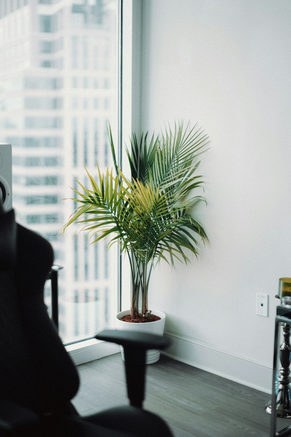 plant on corner of the room