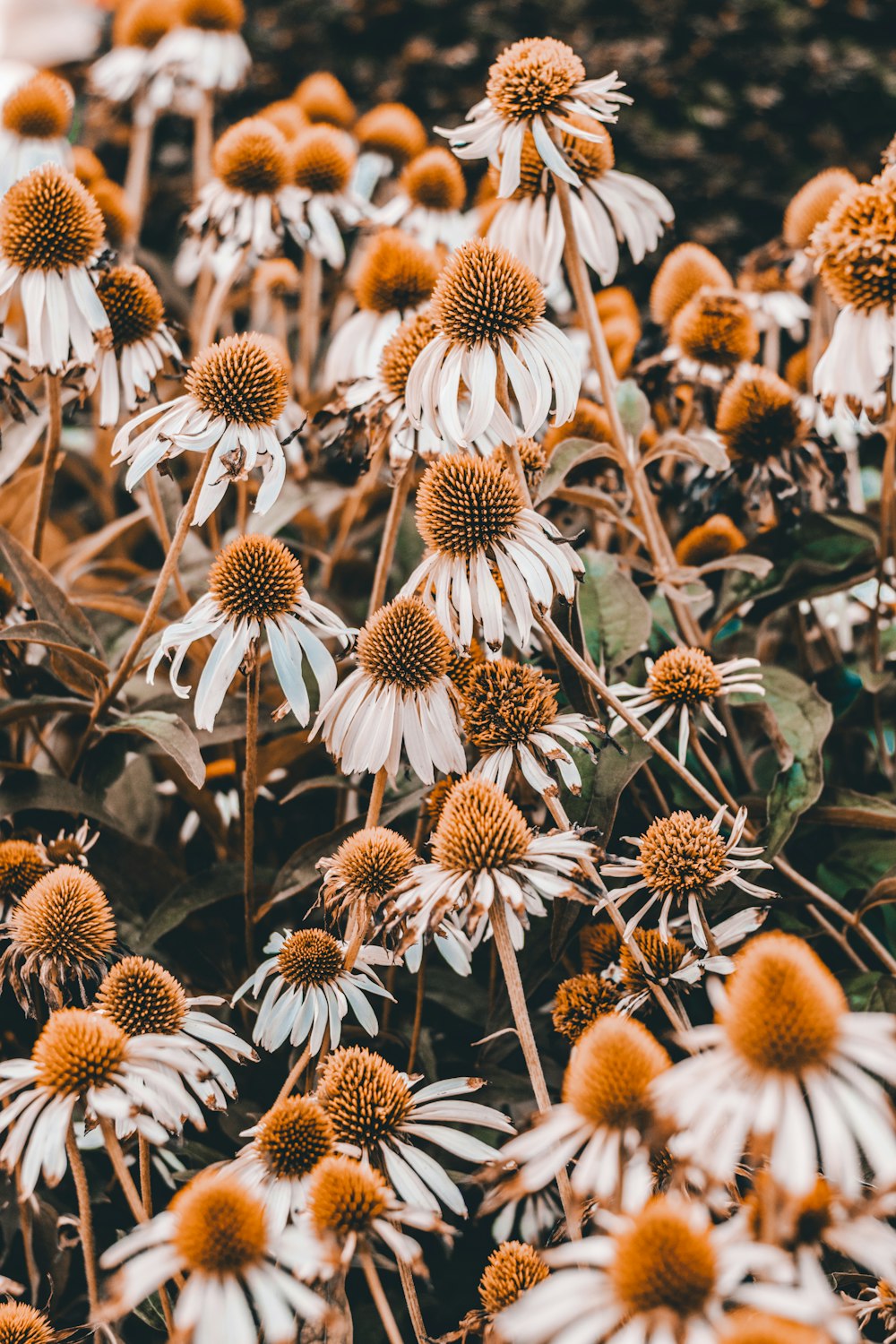 white flowers in bloom