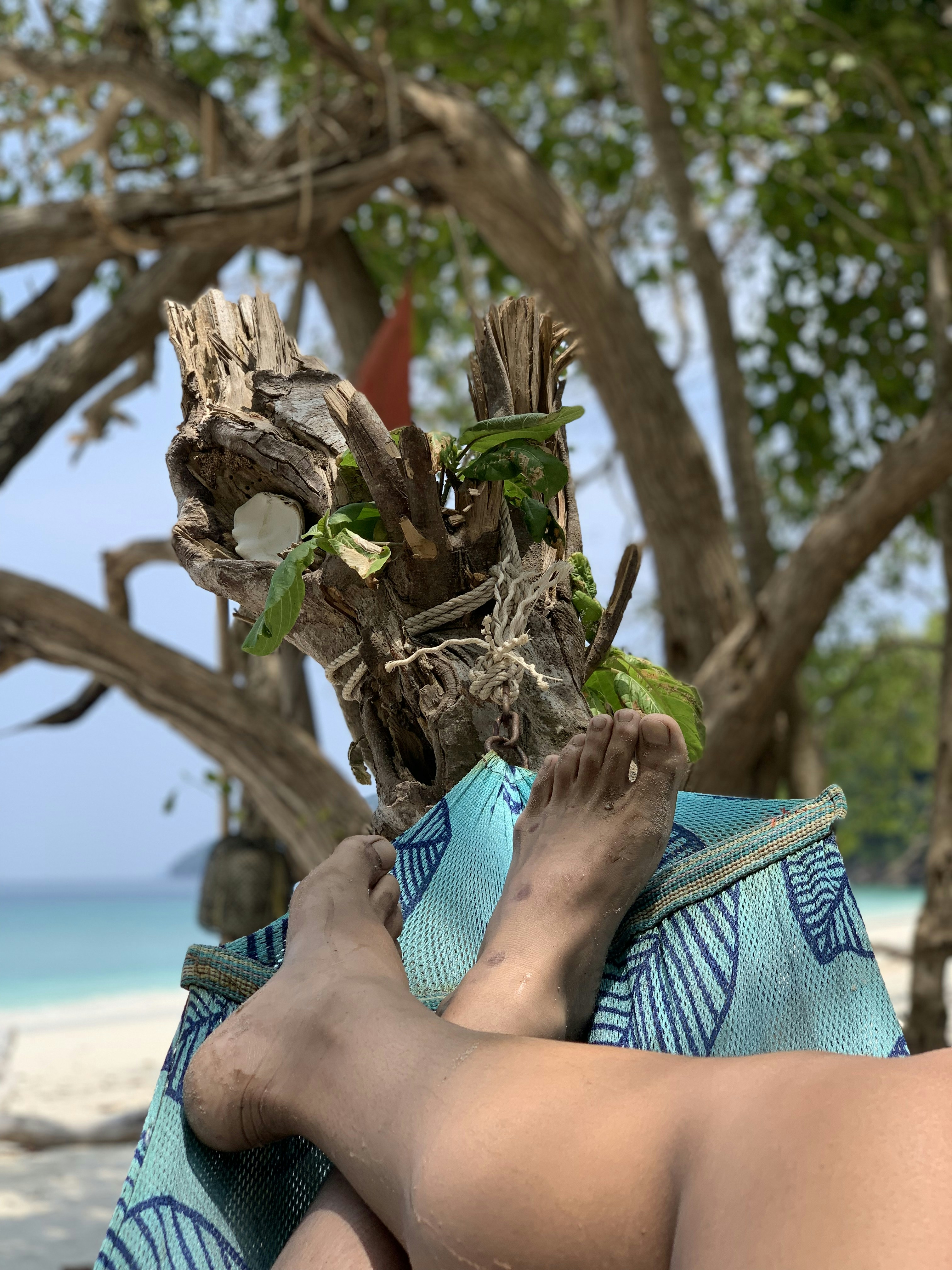 albero marrone vicino allo specchio d'acqua durante il giorno