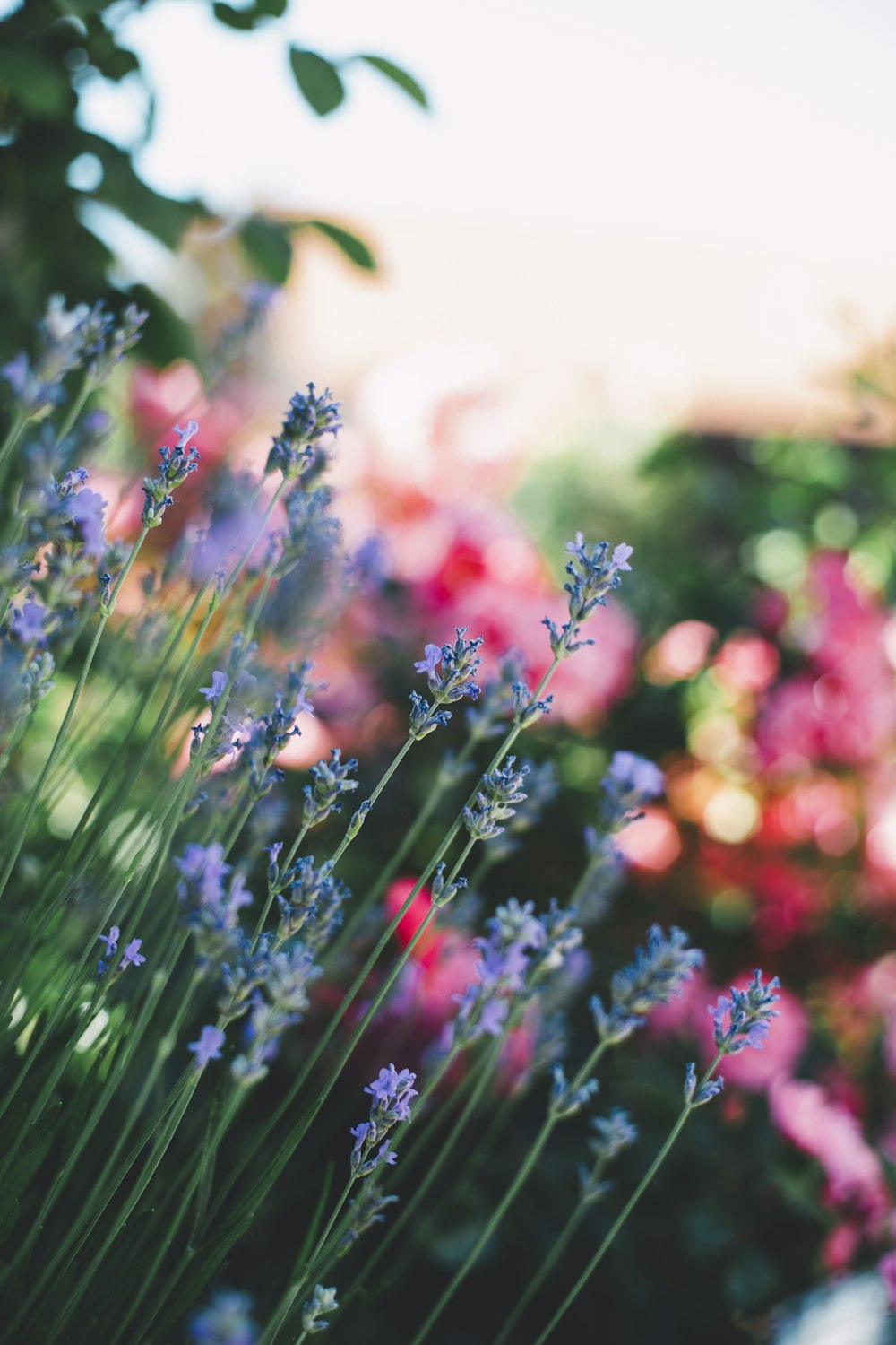 purple flowering green outdoor plant