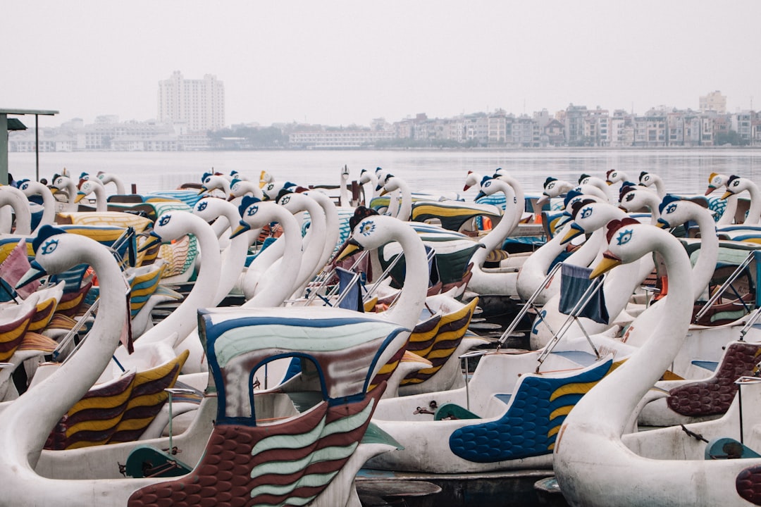 swan boats