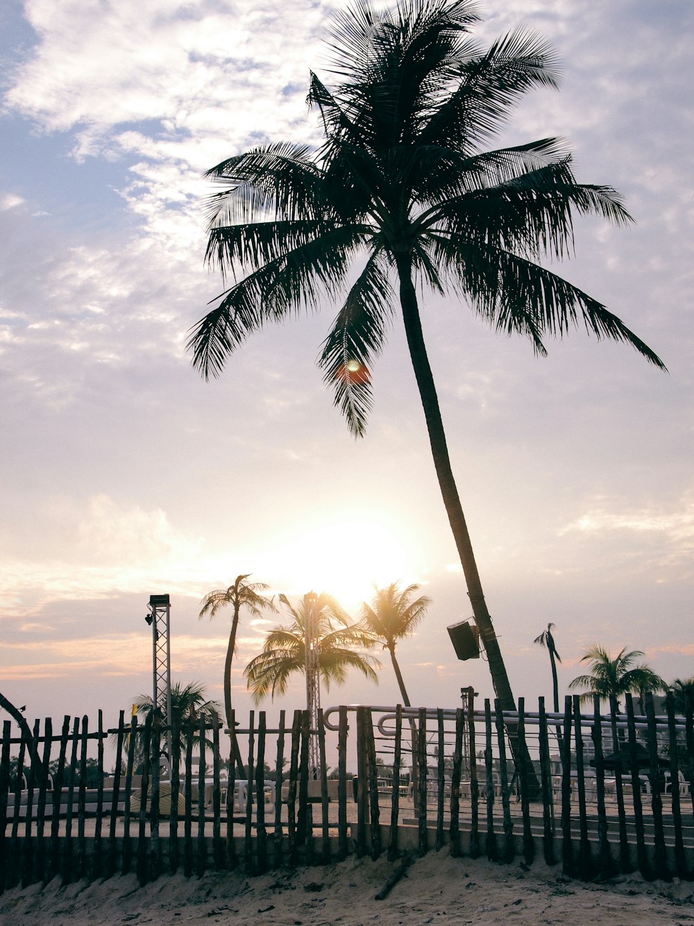 green coconut tree during daytime