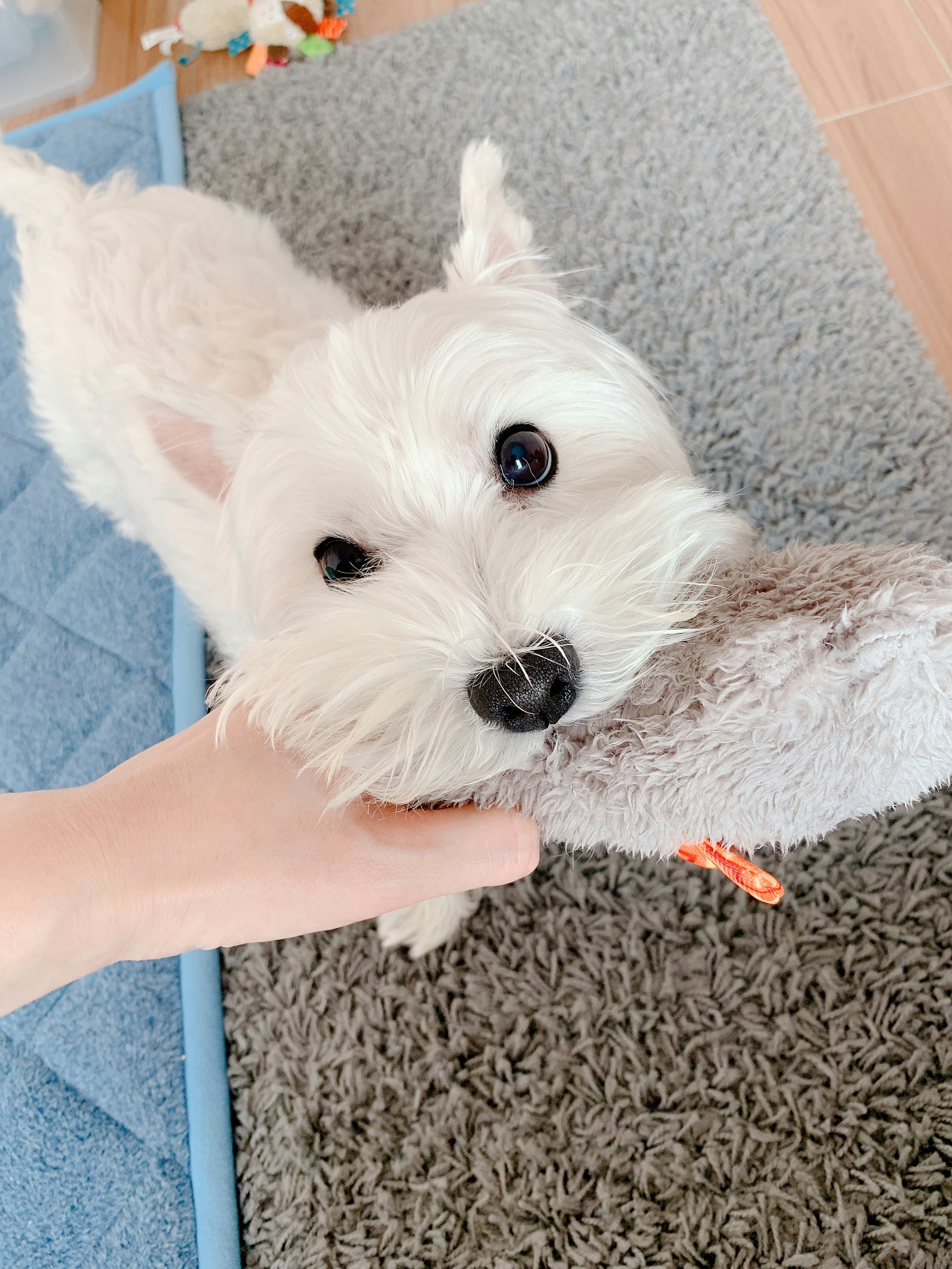 ショートコートの白い犬の写真 Unsplashで見つけるグレーの無料写真