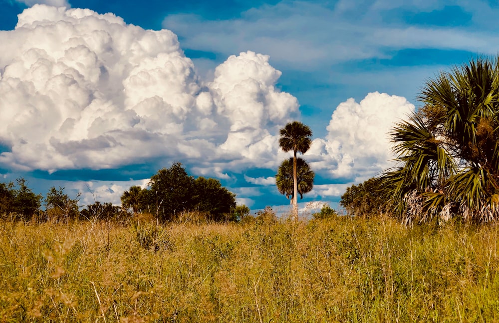 a palm tree in a field with clouds in the background